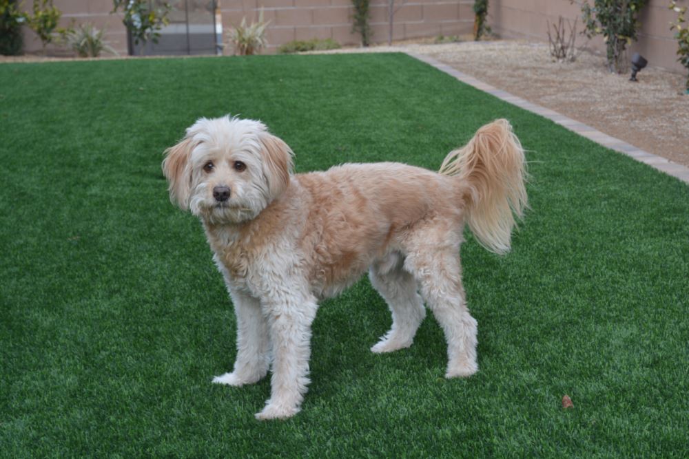 Metro New York artificial grass landscaping